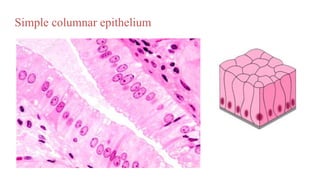 Simple columnar epithelium
 