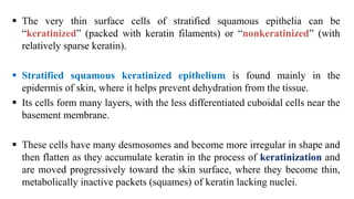  The very thin surface cells of stratified squamous epithelia can be
“keratinized” (packed with keratin filaments) or “nonkeratinized” (with
relatively sparse keratin).
 Stratified squamous keratinized epithelium is found mainly in the
epidermis of skin, where it helps prevent dehydration from the tissue.
 Its cells form many layers, with the less differentiated cuboidal cells near the
basement membrane.
 These cells have many desmosomes and become more irregular in shape and
then flatten as they accumulate keratin in the process of keratinization and
are moved progressively toward the skin surface, where they become thin,
metabolically inactive packets (squames) of keratin lacking nuclei.
 