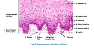Stratified squamous non-keratinized epithelium
 