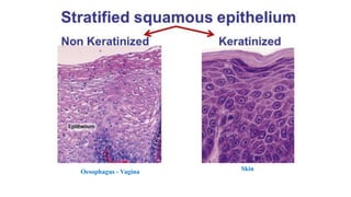 Oesophagus - Vagina Skin
 