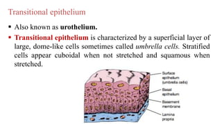  Also known as urothelium.
 Transitional epithelium is characterized by a superficial layer of
large, dome-like cells sometimes called umbrella cells. Stratified
cells appear cuboidal when not stretched and squamous when
stretched.
Transitional epithelium
 