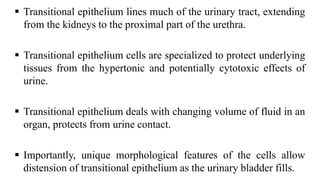  Transitional epithelium lines much of the urinary tract, extending
from the kidneys to the proximal part of the urethra.
 Transitional epithelium cells are specialized to protect underlying
tissues from the hypertonic and potentially cytotoxic effects of
urine.
 Transitional epithelium deals with changing volume of fluid in an
organ, protects from urine contact.
 Importantly, unique morphological features of the cells allow
distension of transitional epithelium as the urinary bladder fills.
 