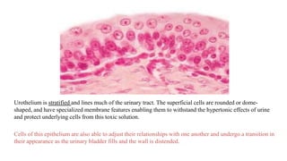 Urothelium is stratified and lines much of the urinary tract. The superficial cells are rounded or dome-
shaped, and have specialized membrane features enabling them to withstand the hypertonic effects of urine
and protect underlying cells from this toxic solution.
Cells of this epithelium are also able to adjust their relationships with one another and undergo a transition in
their appearance as the urinary bladder fills and the wall is distended.
 