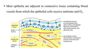  Most epithelia are adjacent to connective tissue containing blood
vessels from which the epithelial cells receive nutrients and O2.
 