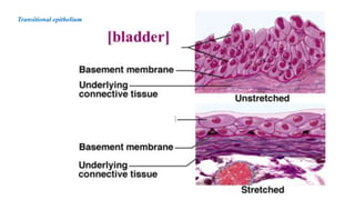 Transitional epithelium
 