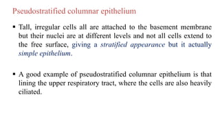  Tall, irregular cells all are attached to the basement membrane
but their nuclei are at different levels and not all cells extend to
the free surface, giving a stratified appearance but it actually
simple epithelium.
 A good example of pseudostratified columnar epithelium is that
lining the upper respiratory tract, where the cells are also heavily
ciliated.
Pseudostratified columnar epithelium
 