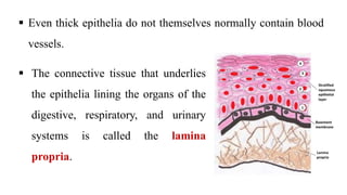  Even thick epithelia do not themselves normally contain blood
vessels.
 The connective tissue that underlies
the epithelia lining the organs of the
digestive, respiratory, and urinary
systems is called the lamina
propria.
 