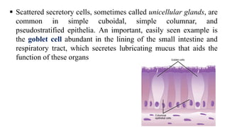  Scattered secretory cells, sometimes called unicellular glands, are
common in simple cuboidal, simple columnar, and
pseudostratified epithelia. An important, easily seen example is
the goblet cell abundant in the lining of the small intestine and
respiratory tract, which secretes lubricating mucus that aids the
function of these organs
 