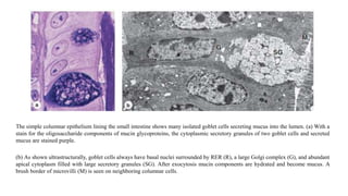 The simple columnar epithelium lining the small intestine shows many isolated goblet cells secreting mucus into the lumen. (a) With a
stain for the oligosaccharide components of mucin glycoproteins, the cytoplasmic secretory granules of two goblet cells and secreted
mucus are stained purple.
(b) As shown ultrastructurally, goblet cells always have basal nuclei surrounded by RER (R), a large Golgi complex (G), and abundant
apical cytoplasm filled with large secretory granules (SG). After exocytosis mucin components are hydrated and become mucus. A
brush border of microvilli (M) is seen on neighboring columnar cells.
 