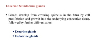 Exocrine &Endocrine glands
 Glands develop from covering epithelia in the fetus by cell
proliferation and growth into the underlying connective tissue,
followed by further differentiation:
Exocrine glands
Endocrine glands
 
