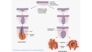 Formation of glands from covering epithelia
 