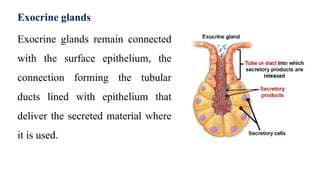 Exocrine glands
Exocrine glands remain connected
with the surface epithelium, the
connection forming the tubular
ducts lined with epithelium that
deliver the secreted material where
it is used.
 