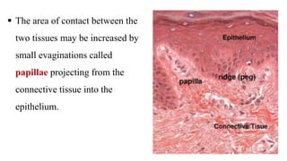 The area of contact between the
two tissues may be increased by
small evaginations called
papillae projecting from the
connective tissue into the
epithelium.
 