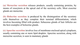 (a) Merocrine secretion releases products, usually containing proteins, by
means of exocytosis at the apical end of the secretory cells. Most exocrine
glands are merocrine.
(b) Holocrine secretion is produced by the disintegration of the secretory
cells themselves as they complete their terminal differentiation, which
involves becoming filled with product. Sebaceous glands of hair follicles are
the best examples of holocrine glands.
(c) Apocrine secretion involves loss of membrane-enclosed apical cytoplasm,
usually containing one or more lipid droplets. Apocrine secretion, along with
merocrine secretion, is seen in mammary glands
 