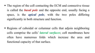  The region of the cell contacting the ECM and connective tissue
is called the basal pole and the opposite end, usually facing a
space, is the apical pole, with the two poles differing
significantly in both structure and function.
 Regions of cuboidal or columnar cells that adjoin neighboring
cells comprise the cells’ lateral surfaces; cell membranes here
often have numerous folds which increase the area and
functional capacity of that surface.
 