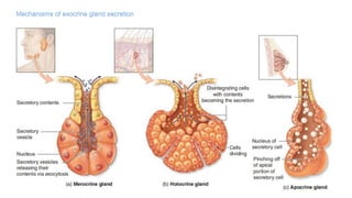 Mechanisms of exocrine gland secretion
 