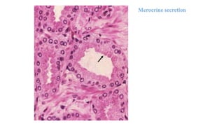Merocrine secretion
 