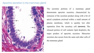 Apocrine secretion in the mammary gland
The secretory portions of a mammary gland
demonstrate apocrine secretion, characterized by
extrusion of the secretion product along with a bit of
apical cytoplasm enclosed within a small amount of
plasma membrane, which is quickly lost after
separation from the secretory cell (arrows). The
released portion of cell contains lipid droplet(s), the
major product of apocrine secretion. Merocrine
secretion also occurs from the same and other cells of
the mammary gland.
 