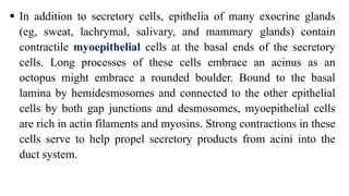  In addition to secretory cells, epithelia of many exocrine glands
(eg, sweat, lachrymal, salivary, and mammary glands) contain
contractile myoepithelial cells at the basal ends of the secretory
cells. Long processes of these cells embrace an acinus as an
octopus might embrace a rounded boulder. Bound to the basal
lamina by hemidesmosomes and connected to the other epithelial
cells by both gap junctions and desmosomes, myoepithelial cells
are rich in actin filaments and myosins. Strong contractions in these
cells serve to help propel secretory products from acini into the
duct system.
 