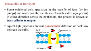  Some epithelial cells specialize in the transfer of ions (by ion
pumps) and water (via the membrane channels called aquaporins)
in either direction across the epithelium, the process is known as
transcellular transport.
 Apical tight junctions prevent paracellular diffusion or backflow
between the cells.
Transcellular transport
 