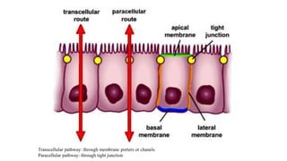 Transcellular pathway: through membrane porters or chanels
Paracellular pathway: through tight junction
 