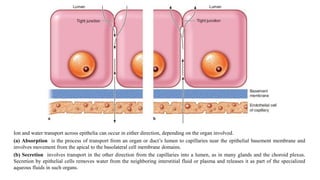 Ion and water transport across epithelia can occur in either direction, depending on the organ involved.
(a) Absorption is the process of transport from an organ or duct’s lumen to capillaries near the epithelial basement membrane and
involves movement from the apical to the basolateral cell membrane domains.
(b) Secretion involves transport in the other direction from the capillaries into a lumen, as in many glands and the choroid plexus.
Secretion by epithelial cells removes water from the neighboring interstitial fluid or plasma and releases it as part of the specialized
aqueous fluids in such organs.
 