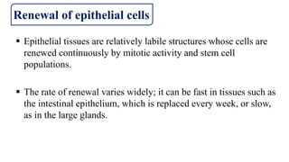  Epithelial tissues are relatively labile structures whose cells are
renewed continuously by mitotic activity and stem cell
populations.
 The rate of renewal varies widely; it can be fast in tissues such as
the intestinal epithelium, which is replaced every week, or slow,
as in the large glands.
Renewal of epithelial cells
 