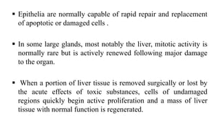  Epithelia are normally capable of rapid repair and replacement
of apoptotic or damaged cells .
 In some large glands, most notably the liver, mitotic activity is
normally rare but is actively renewed following major damage
to the organ.
 When a portion of liver tissue is removed surgically or lost by
the acute effects of toxic substances, cells of undamaged
regions quickly begin active proliferation and a mass of liver
tissue with normal function is regenerated.
 