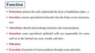 Function
 Protection: protect the cells underneath the layer of epithelium (skin...).
 Secretion: secrete specialized molecules into the body cavity (enzymes,
etc).
 Absorbton: absorb and exchange nutrients and waste products.
 Sensation: some specialized epithelial cells are responsable for sense
such as in the internal ear, nose, mouth, and skin...
 Filtration
 Excretion: Excretion of waste products through sweat and urine
 