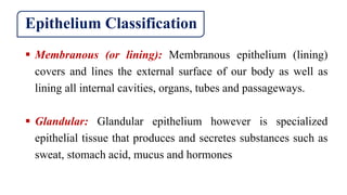Epithelium Classification
 Membranous (or lining): Membranous epithelium (lining)
covers and lines the external surface of our body as well as
lining all internal cavities, organs, tubes and passageways.
 Glandular: Glandular epithelium however is specialized
epithelial tissue that produces and secretes substances such as
sweat, stomach acid, mucus and hormones
 