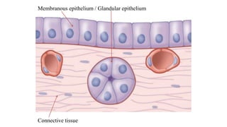 Membranous epithelium / Glandular epithelium
Connective tissue
 