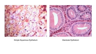 Simple Squamous Epithelium Glandular Epithelium
 