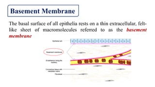 Basement Membrane
The basal surface of all epithelia rests on a thin extracellular, felt-
like sheet of macromolecules referred to as the basement
membrane
 