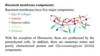 Basement membrane components:
Basement membranes have five major components:
• Type IV collagen
• Laminin
• Heparan sulfate
• Nidogen
• Perlecan
With the exception of fibronectin, these are synthesized by the
parenchymal cells. In addition, there are numerous minor and
poorly characterized protein and Glycosaminoglycan (GAG)
components.
 