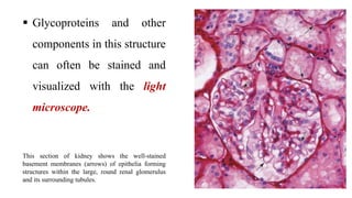  Glycoproteins and other
components in this structure
can often be stained and
visualized with the light
microscope.
This section of kidney shows the well-stained
basement membranes (arrows) of epithelia forming
structures within the large, round renal glomerulus
and its surrounding tubules.
 