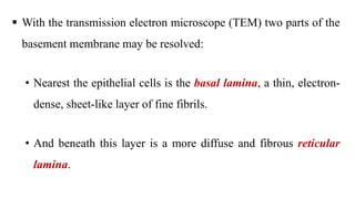  With the transmission electron microscope (TEM) two parts of the
basement membrane may be resolved:
• Nearest the epithelial cells is the basal lamina, a thin, electron-
dense, sheet-like layer of fine fibrils.
• And beneath this layer is a more diffuse and fibrous reticular
lamina.
 