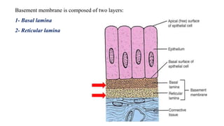Basement membrane is composed of two layers:
1- Basal lamina
2- Reticular lamina
 