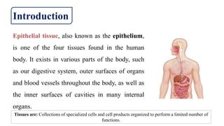 Epithelial tissue, also known as the epithelium,
is one of the four tissues found in the human
body. It exists in various parts of the body, such
as our digestive system, outer surfaces of organs
and blood vessels throughout the body, as well as
the inner surfaces of cavities in many internal
organs.
Introduction
Tissues are: Collections of specialized cells and cell products organized to perform a limited number of
functions.
 