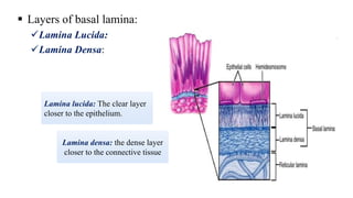  Layers of basal lamina:
Lamina Lucida:
Lamina Densa:
Lamina lucida: The clear layer
closer to the epithelium.
Lamina densa: the dense layer
closer to the connective tissue
 