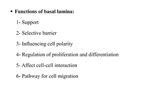  Functions of basal lamina:
1- Support
2- Selective barrier
3- Influencing cell polarity
4- Regulation of proliferation and differentiation
5- Affect cell-cell interaction
6- Pathway for cell migration
 