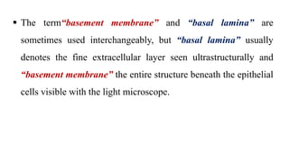  The term“basement membrane” and “basal lamina” are
sometimes used interchangeably, but “basal lamina” usually
denotes the fine extracellular layer seen ultrastructurally and
“basement membrane” the entire structure beneath the epithelial
cells visible with the light microscope.
 