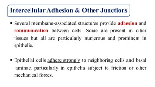 Intercellular Adhesion & Other Junctions
 Several membrane-associated structures provide adhesion and
communication between cells. Some are present in other
tissues but all are particularly numerous and prominent in
epithelia.
 Epithelial cells adhere strongly to neighboring cells and basal
laminae, particularly in epithelia subject to friction or other
mechanical forces.
 