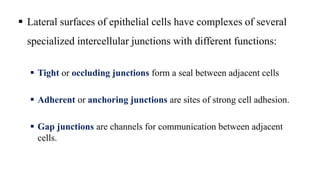  Lateral surfaces of epithelial cells have complexes of several
specialized intercellular junctions with different functions:
 Tight or occluding junctions form a seal between adjacent cells
 Adherent or anchoring junctions are sites of strong cell adhesion.
 Gap junctions are channels for communication between adjacent
cells.
 
