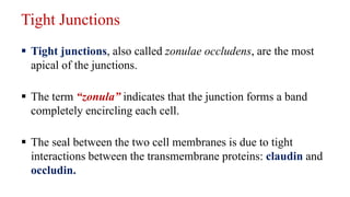  Tight junctions, also called zonulae occludens, are the most
apical of the junctions.
 The term “zonula” indicates that the junction forms a band
completely encircling each cell.
 The seal between the two cell membranes is due to tight
interactions between the transmembrane proteins: claudin and
occludin.
Tight Junctions
 