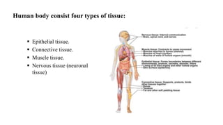 Human body consist four types of tissue:
 Epithelial tissue.
 Connective tissue.
 Muscle tissue.
 Nervous tissue (neuronal
tissue)
 