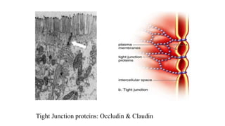 Tight Junction proteins: Occludin & Claudin
 