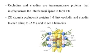 • Occludins and claudins are transmembrane proteins that
interact across the intercellular space to form TJs
• ZO (zonula occludens) proteins 1-3 link occludin and claudin
to each other, to JAMs, and to actin filaments
 