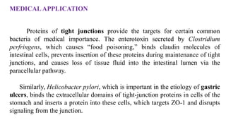MEDICALAPPLICATION
Proteins of tight junctions provide the targets for certain common
bacteria of medical importance. The enterotoxin secreted by Clostridium
perfringens, which causes “food poisoning,” binds claudin molecules of
intestinal cells, prevents insertion of these proteins during maintenance of tight
junctions, and causes loss of tissue fluid into the intestinal lumen via the
paracellular pathway.
Similarly, Helicobacter pylori, which is important in the etiology of gastric
ulcers, binds the extracellular domains of tight-junction proteins in cells of the
stomach and inserts a protein into these cells, which targets ZO-1 and disrupts
signaling from the junction.
 
