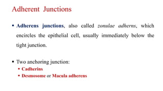  Adherens junctions, also called zonulae adherns, which
encircles the epithelial cell, usually immediately below the
tight junction.
 Two anchoring junction:
 Cadherins
 Desmosome or Macula adherens
Adherent Junctions
 