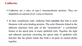 Cadherins
 Cadherins are a class of type-1 transmembrane proteins. They are
dependent on calcium (Ca2+) ions to function.
 At their cytoplasmic ends, cadherins bind catenins that link to actin
filaments with actin-binding proteins. The actin filaments linked to the
adherens junctions form part of the “terminalweb,” a cytoskeletal
feature at the apical pole in many epithelial cells. Together, the tight
and adherent junctions encircling the apical ends of epithelial cells
function like the plastic bands that hold a six-pack of canned drinks
together.
 